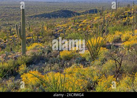 Ocotillo, Sprödchenbrust, Feigenkaktus im Saguaro-Wald in der Frühjahrssonne am späten Nachmittag im Saguaro-Nationalpark Stockfoto