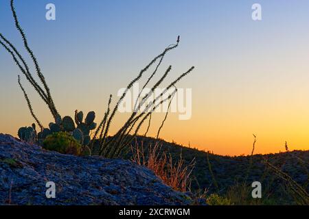 Im Saguaro-Nationalpark erleuchteter Ocotillo, Kaktuskaktus auf Felsvorsprüngen Stockfoto