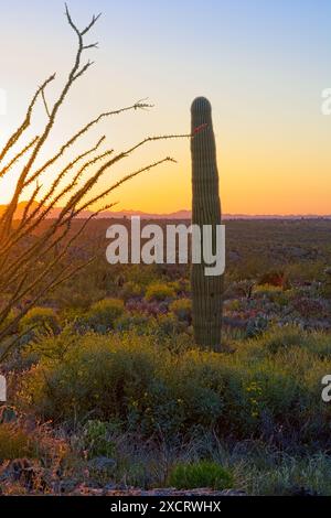 Saguaro-Kakteen im Dämmerungslicht mit zerklüfteten Santa Catalina Bergen am Horizont im Saguaro-Nationalpark Stockfoto