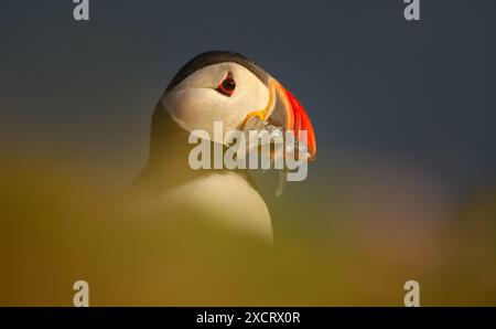 Nahaufnahme des Atlantischen Papageientauchers mit Sandaalen im Schnabel Stockfoto