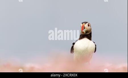Nahaufnahme des Atlantischen Papageientauchers mit Sandaalen im Schnabel an einem Küstengebiet Schottlands Stockfoto
