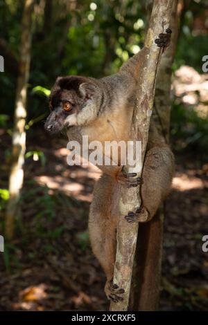 Gekrönte Lemur (Eulemur Coronatus), endemisches Tier aus Madagaskar. Palmarium Park Hotel. Selektiver Fokus süßes, lustiges graues Tier mit rotem Muster auf ihm Stockfoto