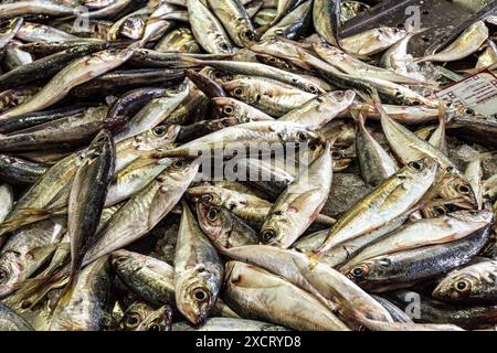 Der Fisch- und Lebensmittelmarkt im Markethall von Loule an der Algarve im Süden Portugals in Europa. Stockfoto