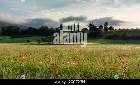 Schweiz, Aesch, Aesch BL, Aesch bi Gott, Mohnfeld, Brachland, Blumenfeld, Schlatthof, abendliche Atmosphäre, Baselland, Baselbiet, Birseck Stockfoto