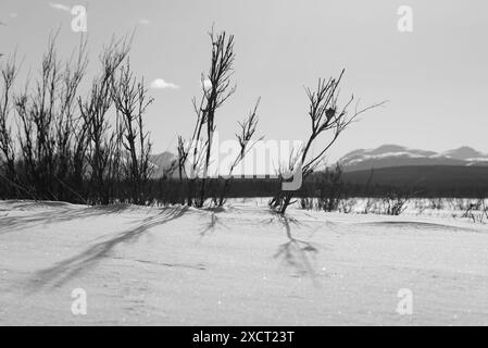 Abstrakter, sonniger Wintertag in Graustufen mit Sträuchern, schneebedeckter Landschaft, Wolken, Sonnenschein mit Graustufen. Aufgenommen im Frühling im Norden Kanadas Stockfoto