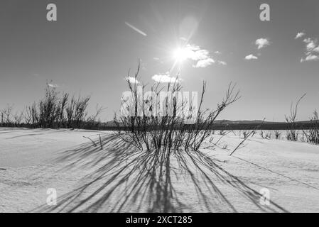 Abstrakter, sonniger Wintertag in Graustufen mit Sträuchern, schneebedeckter Landschaft, Wolken, Sonnenschein mit Graustufen. Aufgenommen im Frühling im Norden Kanadas Stockfoto