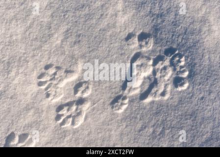 Schneebedeckte Landschaft im Norden Kanadas mit Tierpfotenabdrücken eines Luchses oder Fuchses, die in weißen Boden gestempelt wurden. Stockfoto