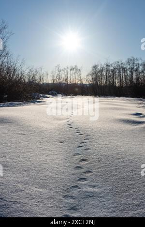 Tierpfade, die in die Winterwälder führen, die im Norden Kanadas, Yukon Territory, während des Frühlings zu sehen sind. Stockfoto