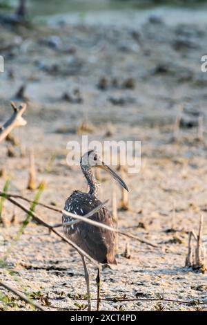 Wunderschöner Carrao oder Limpkin (Aramus guarauna), der an einem sonnigen Tag im Schlamm eines trockenen Feuchtgebiets steht. Foto auf der Halbinsel Yucatan, Mexiko. Stockfoto