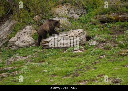 Grizzlybär am Felsen im Yellowstone-Nationalpark Stockfoto