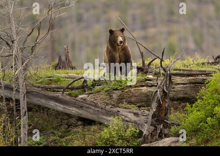 Grizzlybär im Yellowstone-Nationalpark Stockfoto