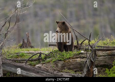 Grizzlybär im Yellowstone-Nationalpark Stockfoto