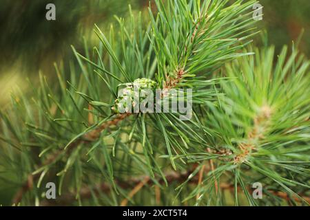 Nadelbäume im Frühling. Nahaufnahme von Kegeln und jungen Triebe an den Tannenzweigen. Junge Knospen mit Kegeln auf Fichte. Grüne lange Nadeln auf einem Ast mit Kegeln Stockfoto