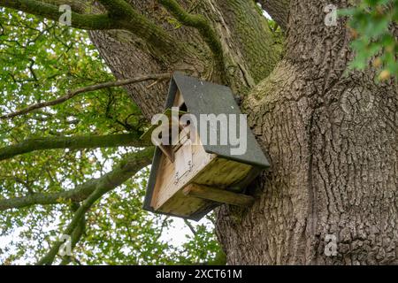 Altes und gebrauchtes Eulennest hoch in einer Eiche in einem Naturschutzgebiet. Stockfoto
