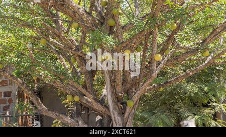 Calabash Baum (Crescentia alata) auch mexikanische Calabash, Jicaro, morro, morrito oder geflügelte Calabash in Nicaragua genannt. Typische gelbe Kugeln, die auf dem Stamm wachsen, mit schwarzen runden Früchten im Inneren. Stockfoto