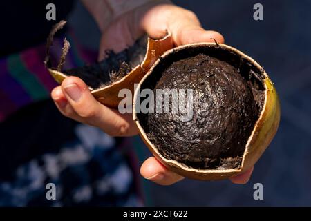 Calabash Baum (Crescentia alata) auch mexikanische Calabash, Jicaro, morro, morrito oder geflügelte Calabash in Nicaragua genannt. Typische gelbe Kugeln, die auf dem Stamm wachsen, mit schwarzen runden Früchten im Inneren. Stockfoto