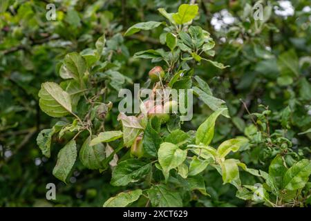 Unreife wilde Äpfel auf einem Baum, der in einer Hecke wächst, im Hochsommer auf dem Land Großbritanniens. Stockfoto