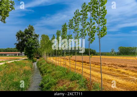 Landschaft mit einer Reihe junger Pappeln am Flussrand, die zwischen dem Feld der Reife Weizenernte unter blauem Himmel in der Landschaft des italienischen Po Valle fließt Stockfoto