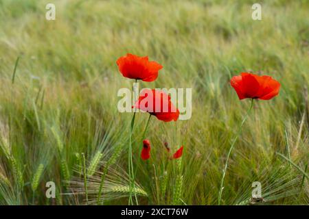 Blühender roter Mohn im grünen Sommerfeld, grüner natürlicher Hintergrund, flüchtige Schönheit, zarte Balance Natur und Kostbarkeit jedes Augenblicks Stockfoto