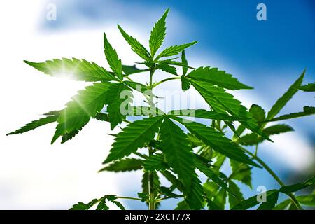 Bayern, Deutschland - 18. Juni 2024: Hellgrüne Cannabisblätter einer Cannabispflanze, die im Sonnenlicht vor einem klaren blauen Himmel glänzen. Symbolisches Bild des legalen Anbaus zum persönlichen Konsum *** Leuchtend grüne Cannabisblätter einer Cannabis Pflanze, die im Sonnenlicht gegen einen klaren blauen Himmel strahlen. Symbolbild legaler Anbau zum Eigenkonsum Stockfoto