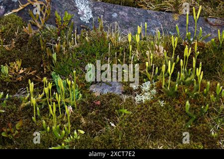 Hier wachsen die Clubmoosarten Lycopodium clavatum und Diphasiastrum alpinum zusammen auf einem Berg in Snowdonia. Stockfoto