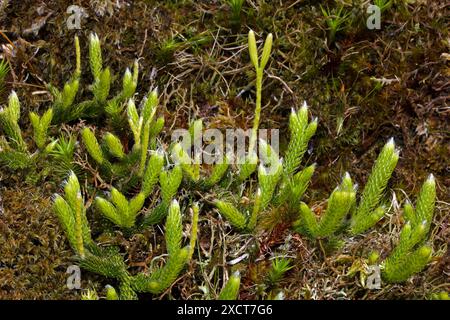 Lycopodium clavatum (Hirschhorn-Clubmoos) kommt in Nadelwäldern, Bergregionen und Sumpfgebieten vor. Es hat eine globale Verteilung. Stockfoto