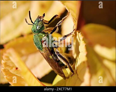 Metallic Green Bee – Agapostemon Splendens. Agapostemon werden allgemein als „Schweißbienen“ bezeichnet. Stockfoto