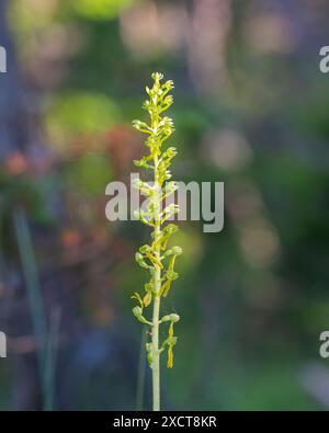 Gemeine Twayblade, Neottia ovata, in Blüte auf Kreideflächen. Nahaufnahme einer gewöhnlichen Twayblade (neottia ovata) Orchidee. Stockfoto