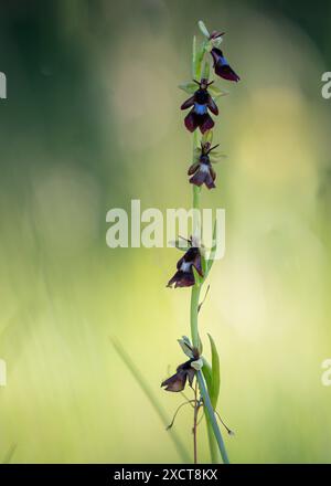 Fly Orchid Nahaufnahme. FliegenOrchidee, Ophrys Insektifera. Blühende europäische Landorchidee. Stockfoto