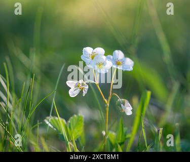 Fragaria vesca wird häufig als Wild- oder Walderdbeerblüten bezeichnet. Blühende wilde Erdbeerpflanze (Fragaria vesca). Stockfoto