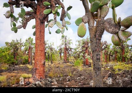 Urlandschaft der Galapagos-Inseln mit riesenopuntia, Santa Cruz Island, Ecuador. Stockfoto