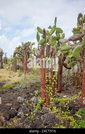 Urlandschaft der Galapagos-Inseln mit riesenopuntia, Santa Cruz Island, Ecuador. Stockfoto