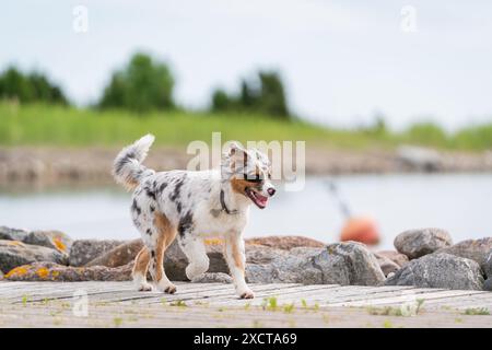 Verspielter blauer merle australischer Schäferhund im Sommer. Glücklicher australischer Welpe, der auf dem Hafen-Kai läuft. Stockfoto