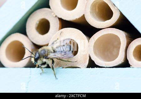 Eine einsame Biene, die eine Hotelröhre verlässt. Solitäre Bienen verwenden Blattschnitte, um Nester zu bauen. Stockfoto