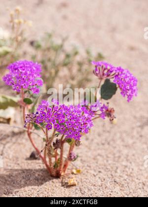 Vertikaler Blick auf Sand Verbene (Ambronia umbellata) im Joshua Tree Nationalpark. Stockfoto