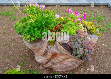 Vase mit handgefertigten Pflanzen aus einem Baumstamm Stockfoto