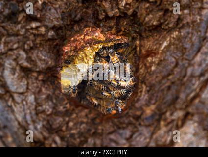 Eine Gruppe wilder Honigbienen in einem Loch in einem Baumstamm, die aktiv am Bienenstock arbeiten und Pollen und Nektar speichern. Stockfoto