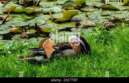 Mandarin Ente ruht an einem Teich mit Lilienpads Stockfoto