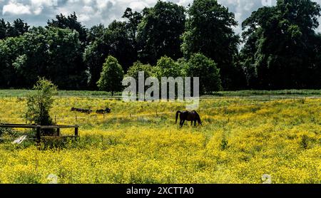 Ein einzelnes Pferd weidet auf einem Feld aus gelben Butterblumen. Stockfoto