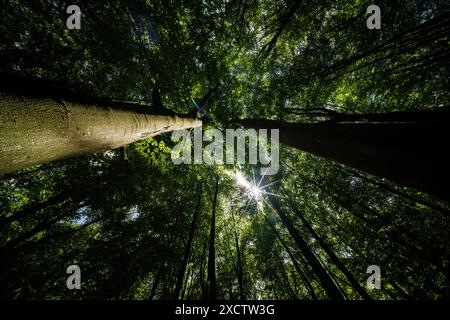 Sonnenlicht zieht sanft durch die hohen Bäume in einem dichten Wald und schafft eine magische und bezaubernde Atmosphäre Stockfoto