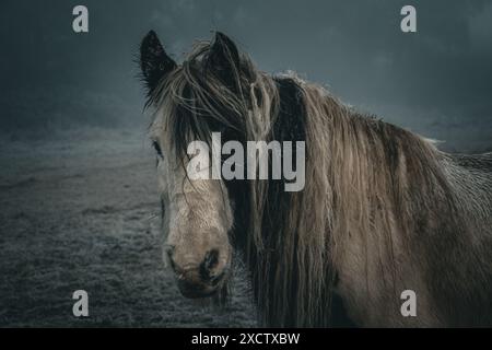 Wir treffen ein nasses Pferd auf einem frostigen Morgenspaziergang im Dezember Stockfoto