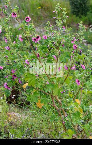 Baummalve, Baummalve (Lavatera arborea, Malva arborea), blühend, Kroatien Stockfoto