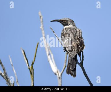 Hood Mockingbird, Espanola Mockingbird (Nesomimus parvulus macdonaldi, Nesomimus macdonaldi), sitzend auf einem Zweig, Ecuador, Galapagos-Inseln Stockfoto