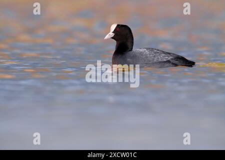 Schwarzhühne, Eurasische Hühne, gemeine Hühne (Fulica atra), Schwimmen, Seitenansicht, Italien, Toskana, Colli Alti Stockfoto