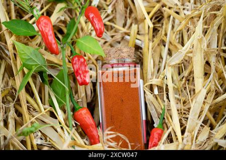 Chili (Capsicum frutescens), Chilis und Cayennepfeffer im Strohhalm Stockfoto