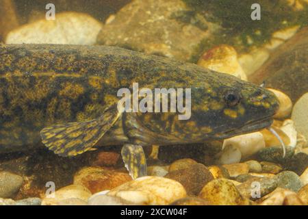 Burbot, Bubbot, mariah, Oche, Cusk, Süßwasserjau, Süßwasserling, Süßwasserspeise, der Anwalt, coney-Fish, Lingcod, Eelpout (Lota lota), auf g liegend Stockfoto