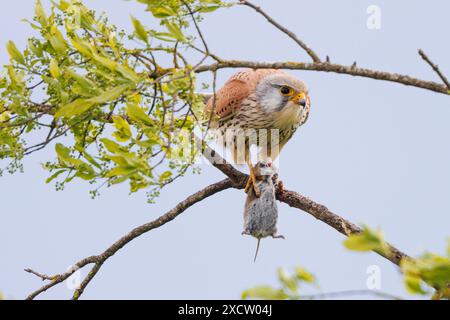 Europäischer Turmfalke, eurasischer Turmfalke, Alte Welt Turmfalke (Falco tinnunkulus), kleine Maus mit einer Feldmaus auf einem dünnen Ast, Deutschland, Stockfoto
