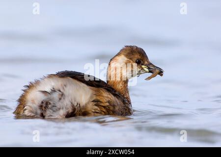 Kleiner Grebe (Podiceps ruficollis, Tachybaptus ruficollis), schwimmt mit Beute im Schnabel, Italien, Toskana, Stagno di Padule; Piana fiorenti, Florenz Stockfoto