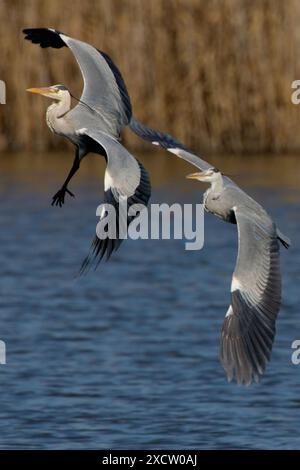 Graureiher (Ardea cinerea), zwei Graureiher, die zusammen über das Wasser fliegen, Italien Stockfoto