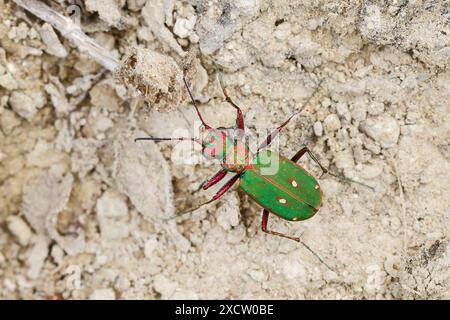 Grüner Tigerkäfer (Cicindela campestris), Blick von oben, Albanien Stockfoto